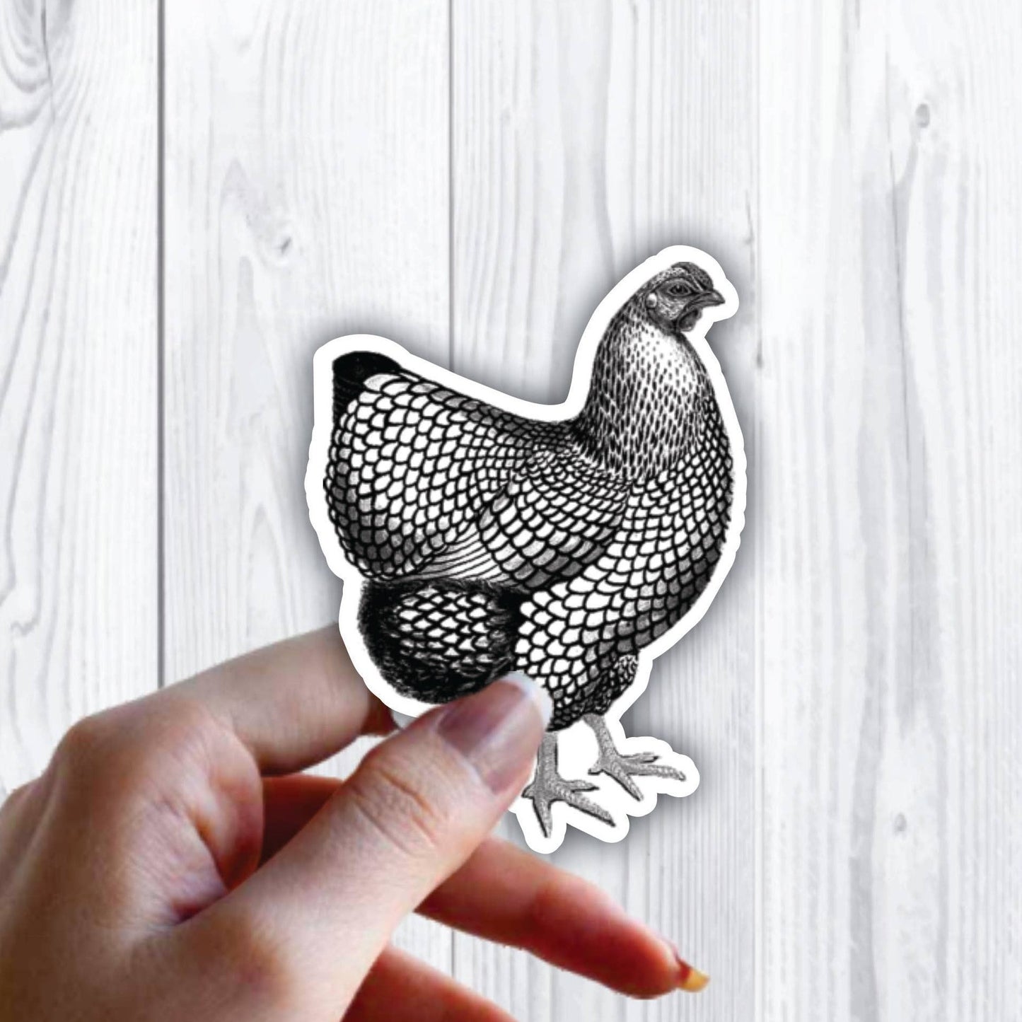 Hen Chicken Rooster Farm Animal Sticker